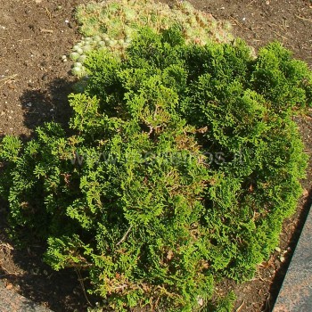 Chamaecyparis Nana Gracilis
