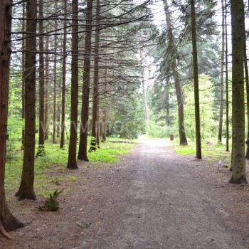 Chamaecyparis pisifera