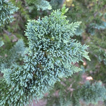 chamaecyparis-Wisselli