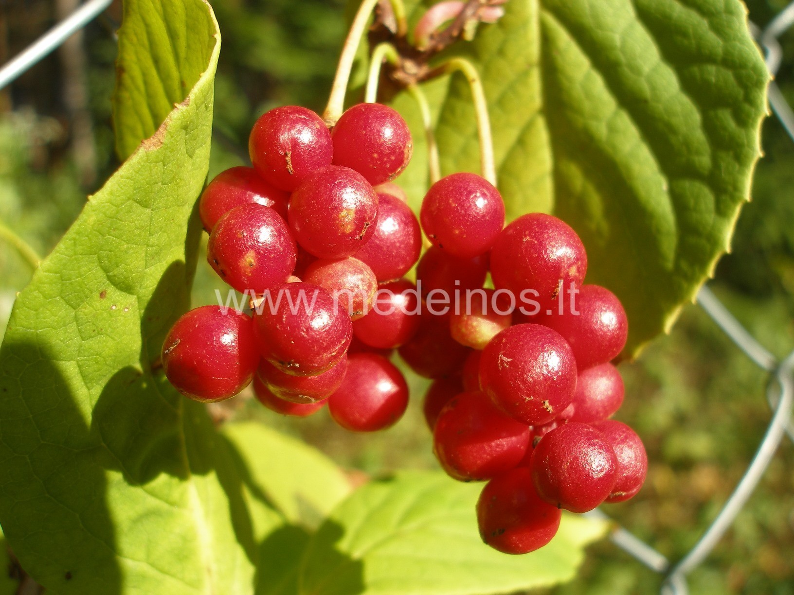 RETI IR SKANŪS SODO VAISIAI (I)