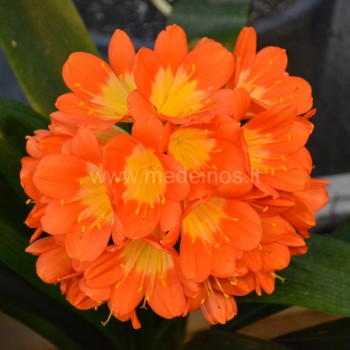 Clivia