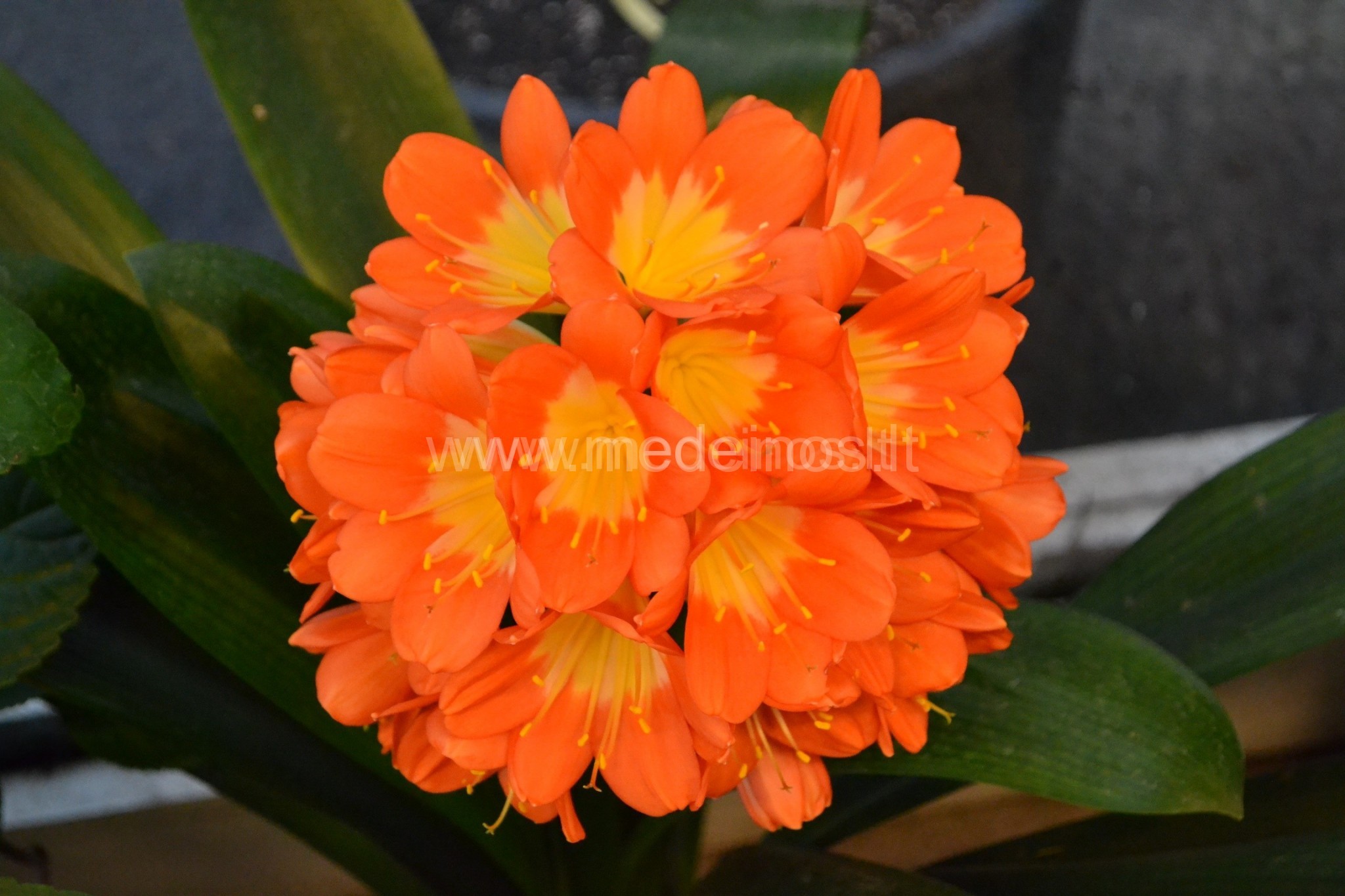 Gražuolės klivijos, viešnios iš Afrikos žydėjimas