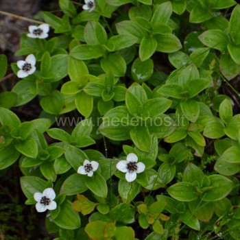 Kanadinė sedula (Cornus canadensis)