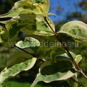 Cornus kousa 'Laura'