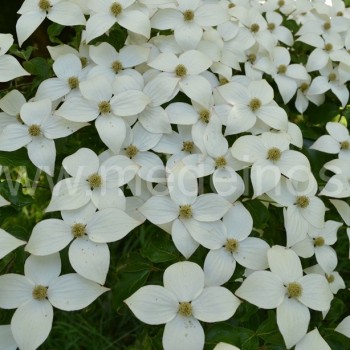 Japoninės sedulos (Cornus kousa) žiedai