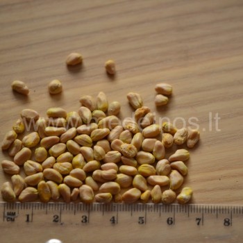 Cornus kousa sėklos