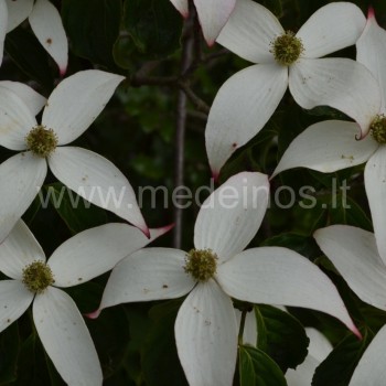 Japoninės sedulos (Cornus kousa) varietetas kousa