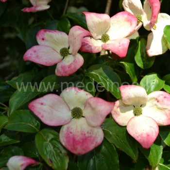 Cornus 'Peve Satomi Compact'