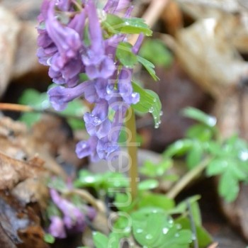 Paprastasis rūtenis - ankstyvo pavasario gėlė