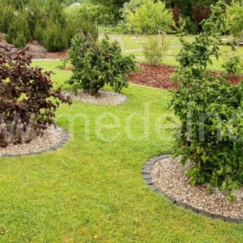 Paprastasis lazdynas 'Contorta' ir 'Red Majestic' (Corylus avellana)