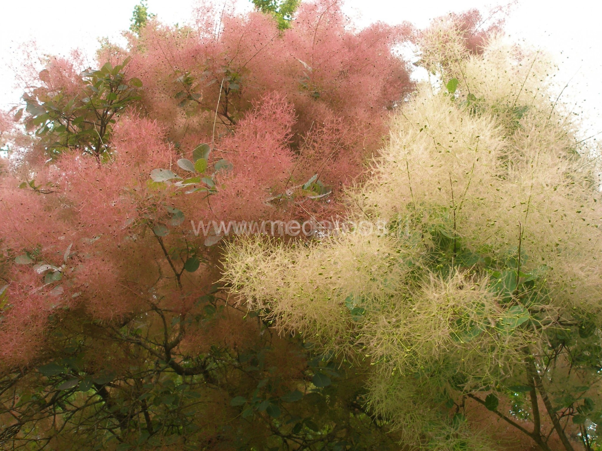 PŪKENIS - ROŽINIO RŪKO SVAJONĖ