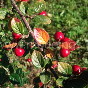 Lenktašakis kaulenis (Cotoneaster dielsianus)