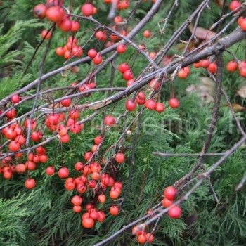 Rojaus obels 'August Vaga' obuolėliai (Malus 'August Vaga')