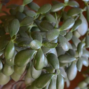 Crassula ovata