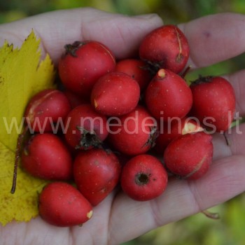 Pošvelnė gudobelės (Crataegus submollis)