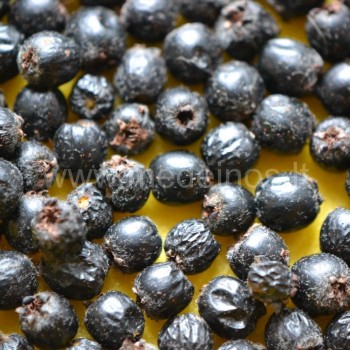 Crataegus chlorosarca