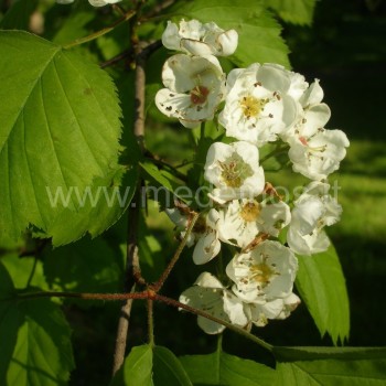 Crataegus flabellata