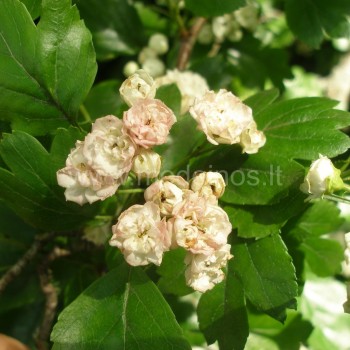 Crataegus laevigata 'Plena'