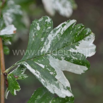 Crataegus variegata 'Monogyna'