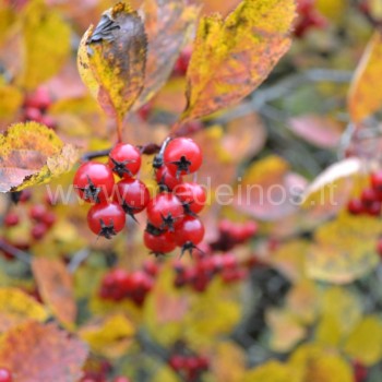 Crataegus x prunifolia