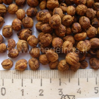 Crataegus seeds