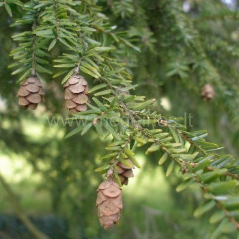 Cūgų kankorėžiai