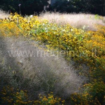 Kupstinė šluotsmilgė (Deschampsia cespitosa) - tarsi rūkas tarp geltonų rudbekijos bei serenčio žiedų