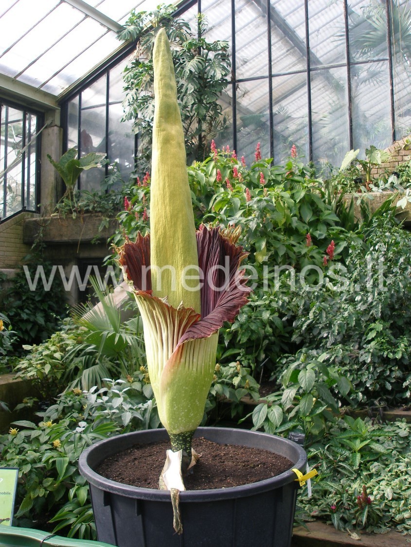 AMORFOFALAS – gėlė, kuri galėtų būti Valentino dienos simboliu