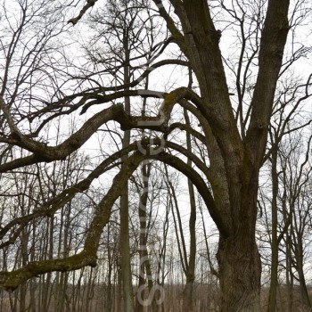 Senoji didžialapė liepa Abromiškių dvare