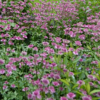 DIDŽIOJI ASTRANCIJA (Astrantia major)