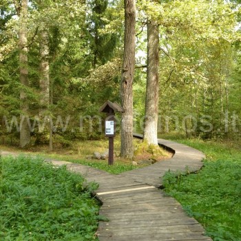 Dūkšto ąžuolynas