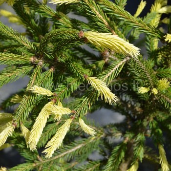 eglė Argenteospicata