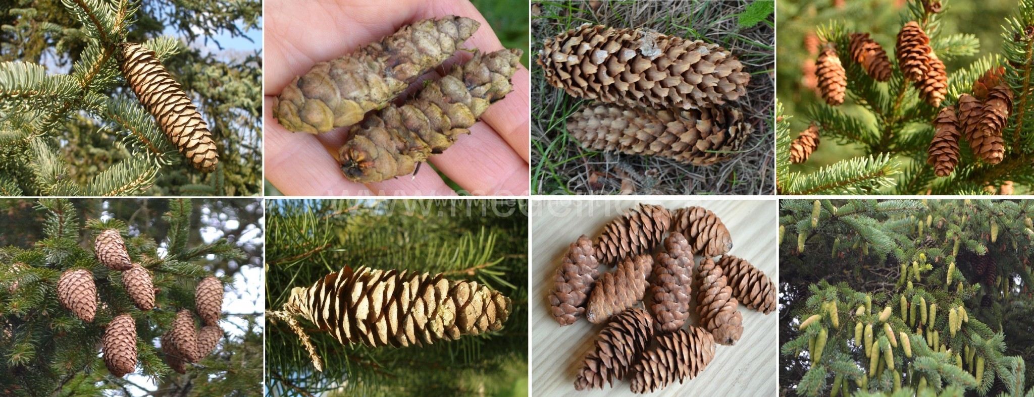 Eglės ir jų kankorėžiai