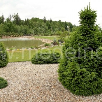 Kolekcijoje auga įvairios eglių rūšys ir veislės