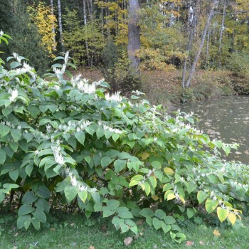 Japoninis pelėvirkštis (Fallopia japonica)