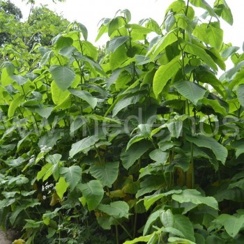 Sachalininis pelėvirkštis (Fallopia sachalinensis)