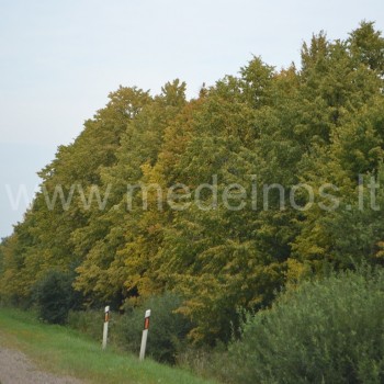 Gelsta lapai pakelėse