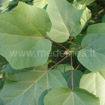 Geltonžiedės katalpos lapai