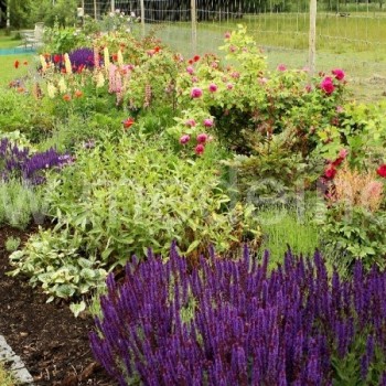 Įvairiaspalvis ir nuolat žydintis gėlynas