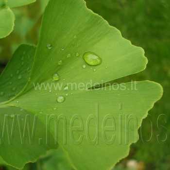 Ginkgo biloba