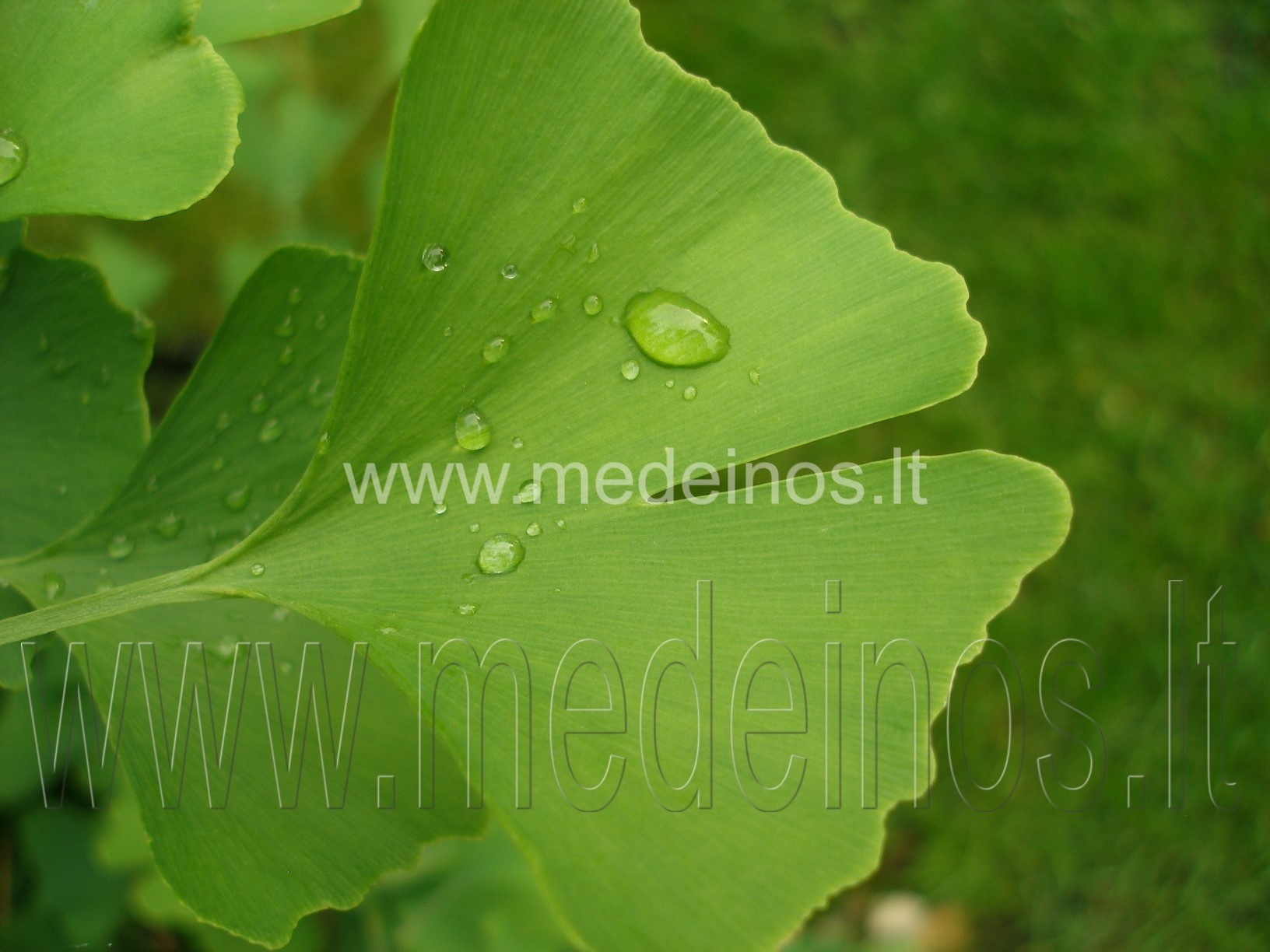 Dviskiautis ginkmedis (Ginkgo biloba)