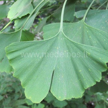 Ginkmedis