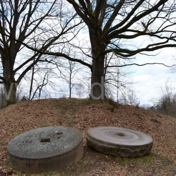 Malūno girnapusės ir ąžuolai