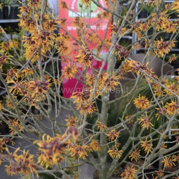 hamamelis