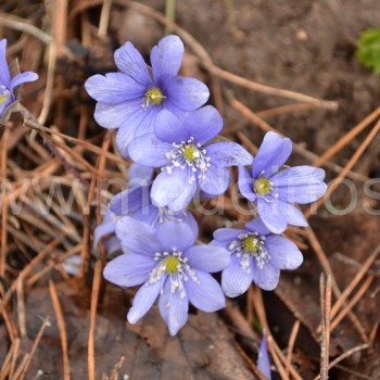 Triskiautė žibuoklė