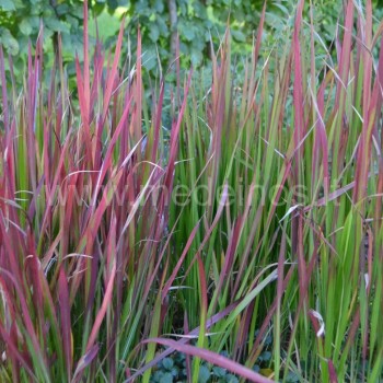 imperata red baron