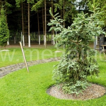 Itin retai auginamas ispaninis kėnis (Abies pinsapo)