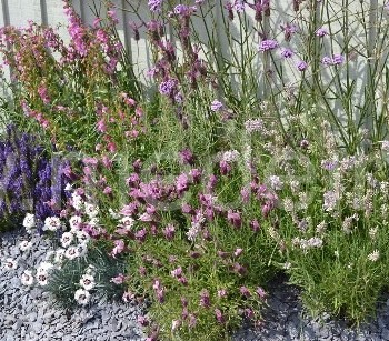 Lavandula stoechas
