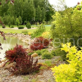 Tvenkinio pakrantėje auga įvairiaspalviai krūmai