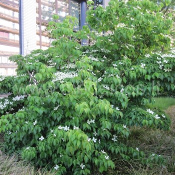 Japoninė sedula kaip krūmas